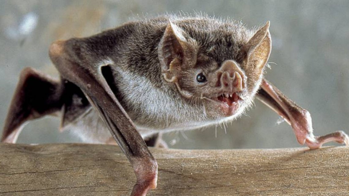 Alerta por la aparición de 14 murciélagos con rabia en Buenos Aires