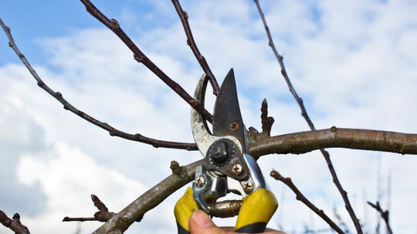 MEDIO AMBENTE: Lo que tenés que saber si pensás podar o extraer un árbol