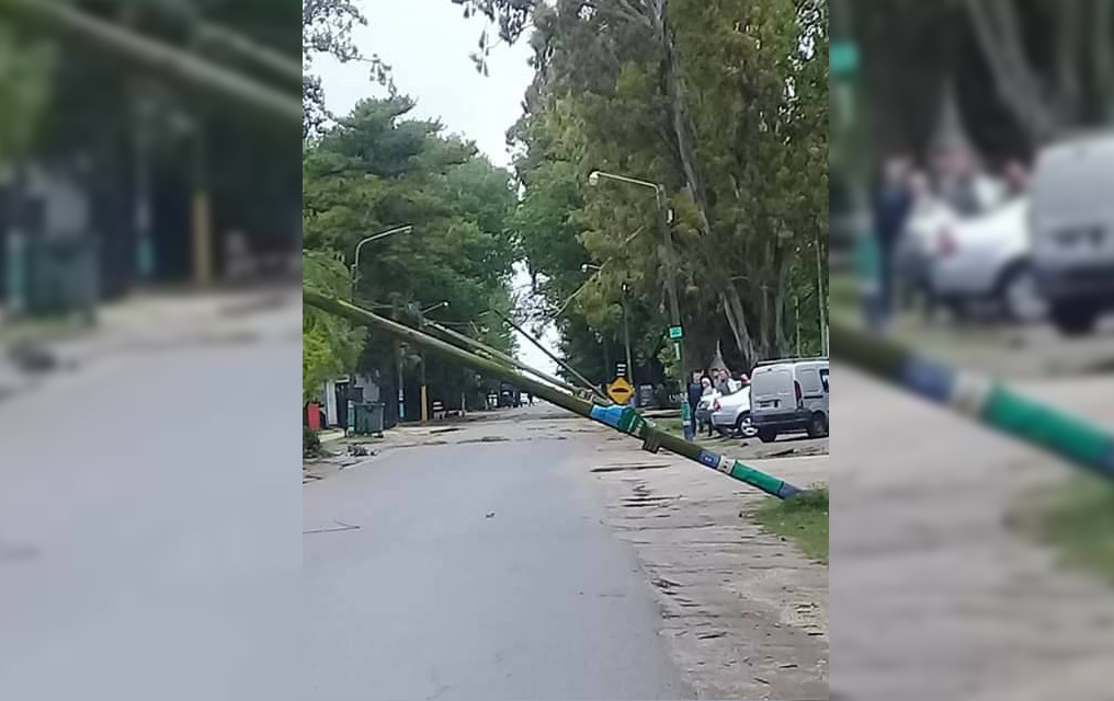 EFECTO DOMINÓ: La caída de un árbol en Mar de Cobo, hizo arrastrar varios postes de electricidad