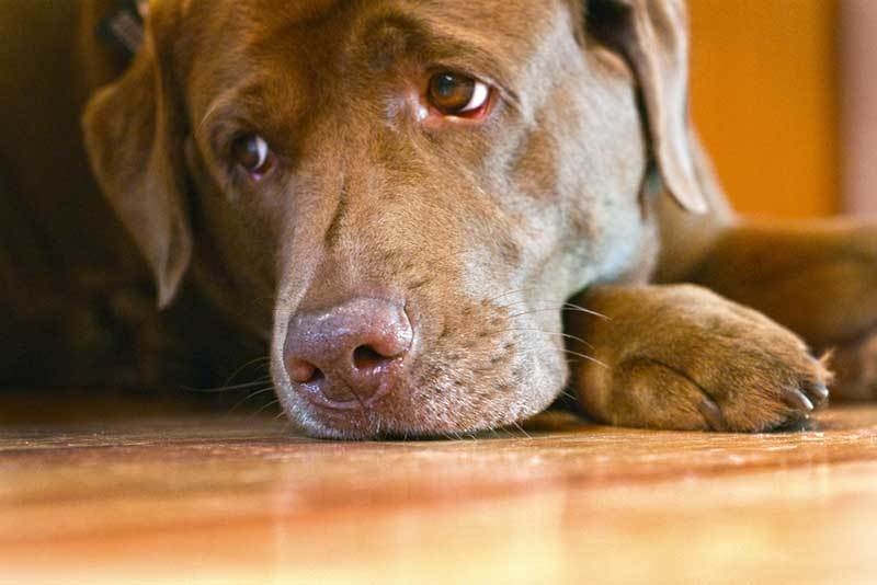 ATLANTIDA: Vecinos en alerta por presunto envenenamiento de perros