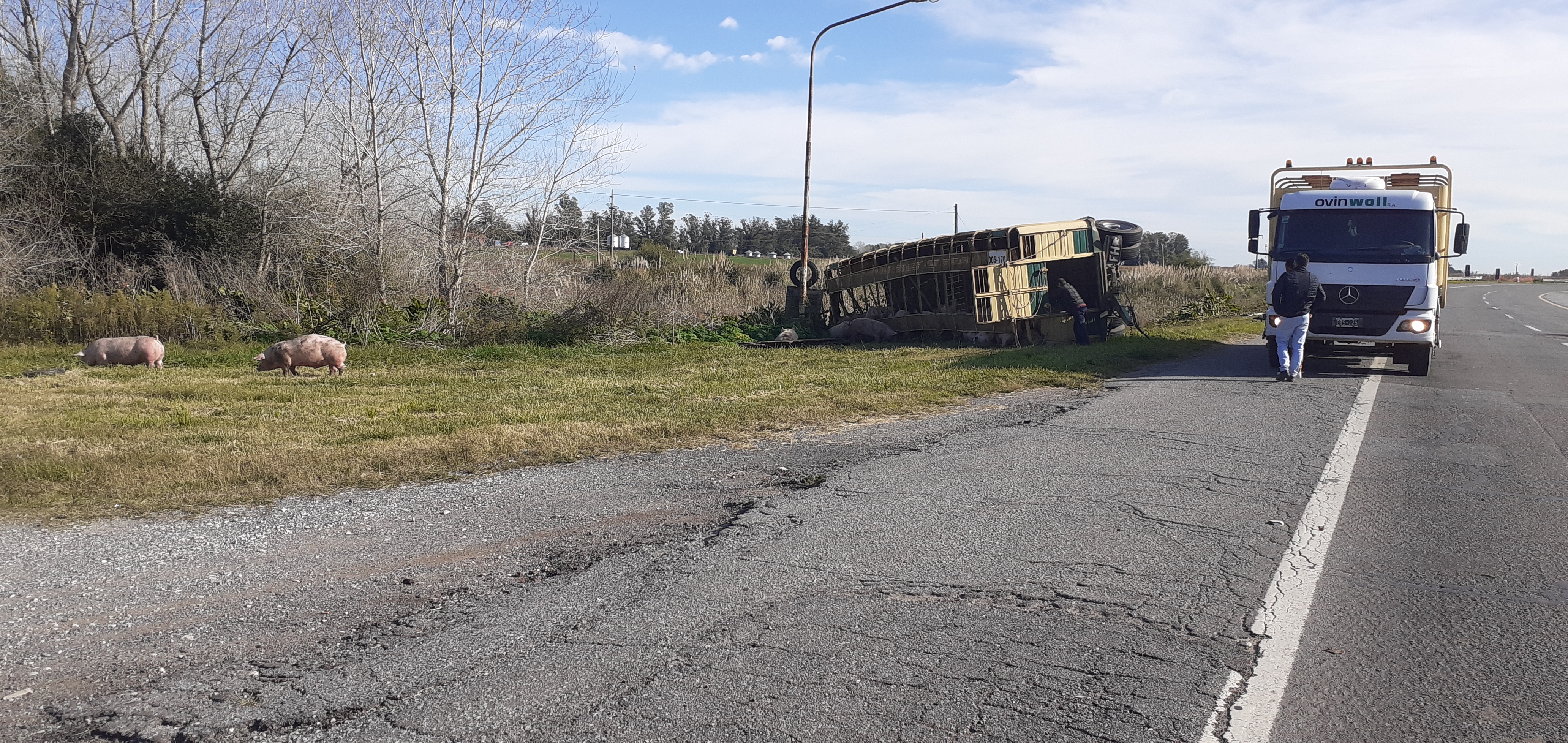 CNEL VIDAL: Un camión volcó el acoplado cargado de chanchos en el km 341 de la Autovía 2