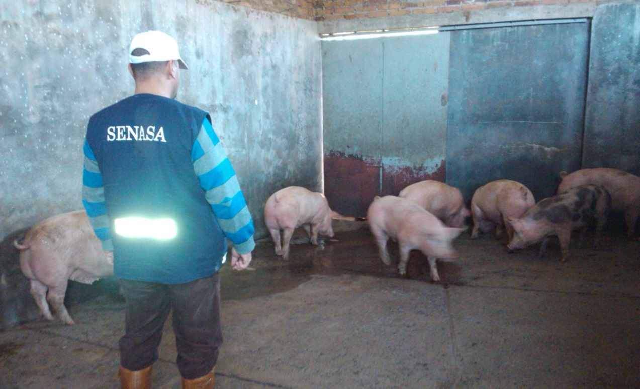 MAR CHIQUITA: SeNaSA decomisó 245 reses de cerdo faenadas en “condiciones irregulares”