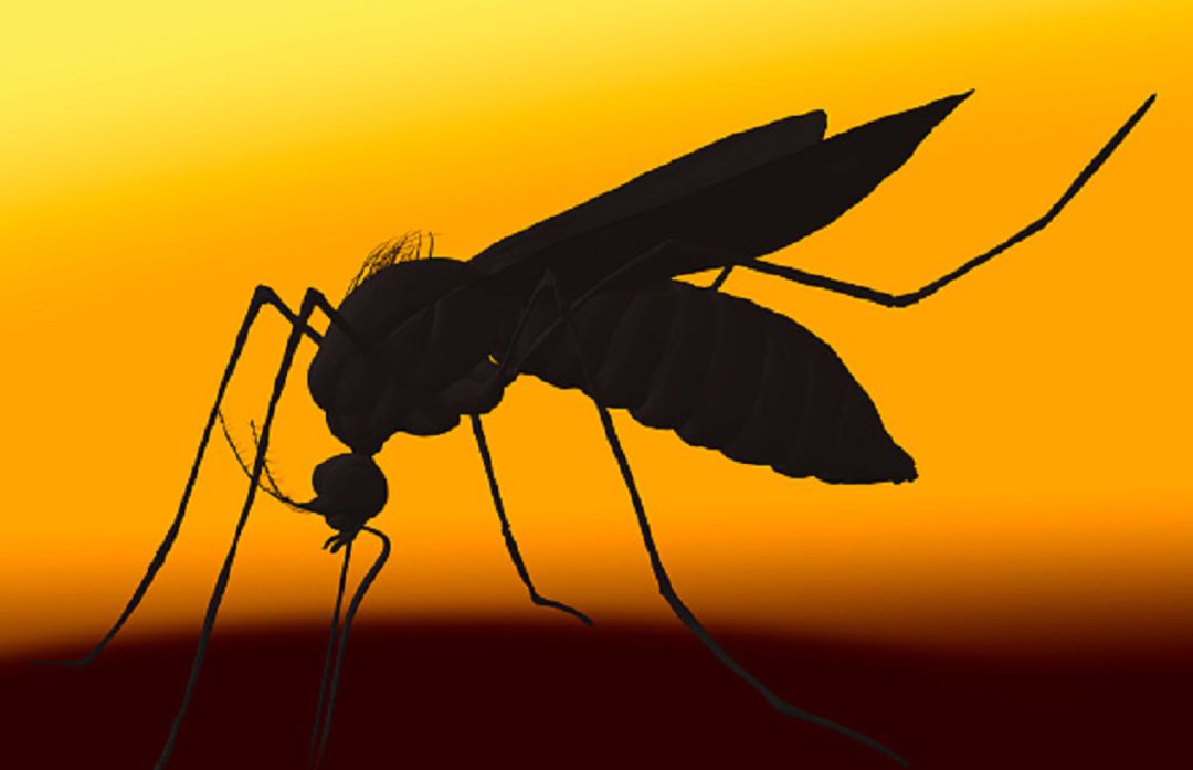 Prevén una invasión de mosquitos durante los próximos 7 a 10 días