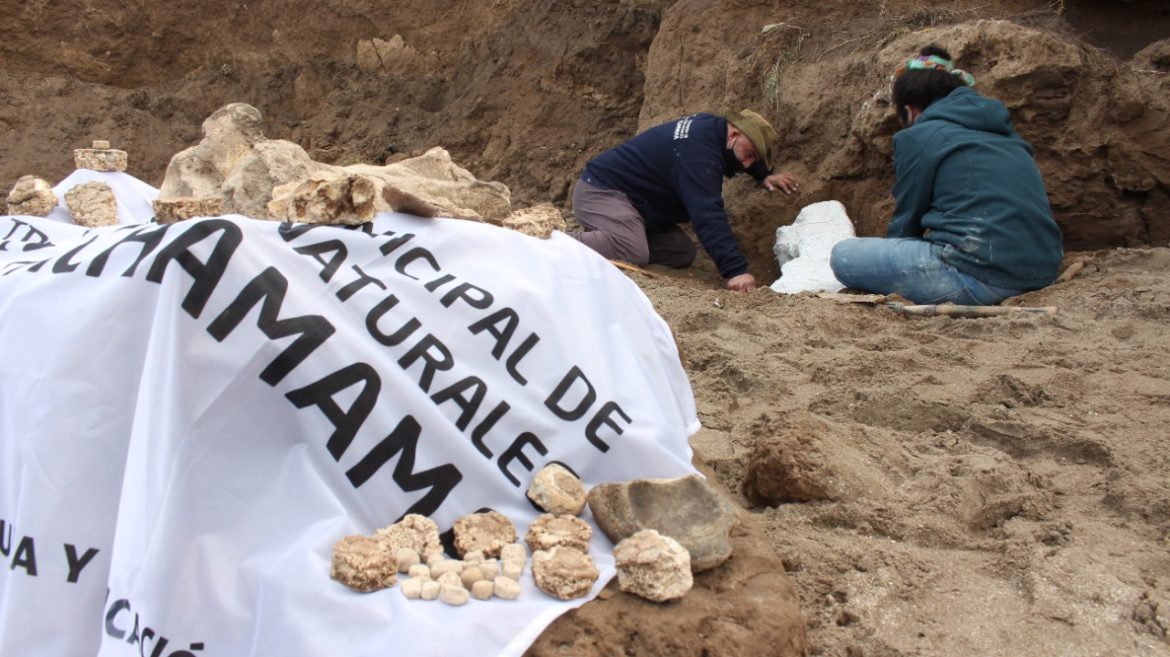 El Museo Municipal rescató fósiles que habrían pertenecido a un cachorro/bebé de Gliptodonte, que se encontraban en el acantilado de la localidad de Camet Norte