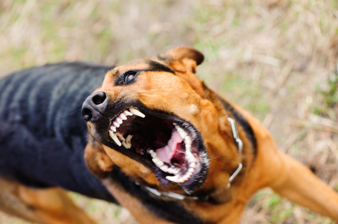 CORONEL VIDAL: Un perro mordió a un menor en la estación de GNC y el pequeño casi pierde un ojo