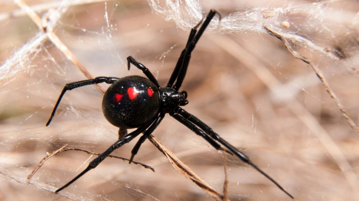 Temor por la aparición de la araña letal “Viuda Negra” en Ayacucho: Por la sequía puede aparecer en otras comunas