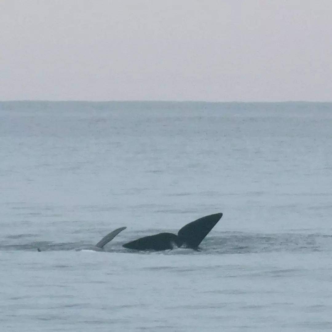 Las ballenas que viajan rumbo al sur pasaron por las playas de Quequén