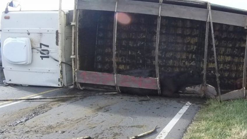 RUTA 74: Un camión cargado de hacienda volcó y quedó tendido sobre la cinta asfáltica