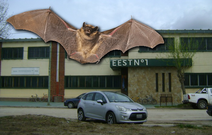 Por una invasión de murciélagos, la escuela técnica de Coronel Vidal no pudo iniciar aún el ciclo lectivo