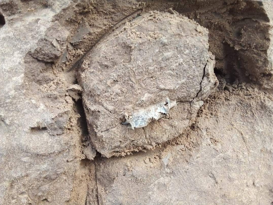 Nuevo hallazgo paleontológico en Camet Norte