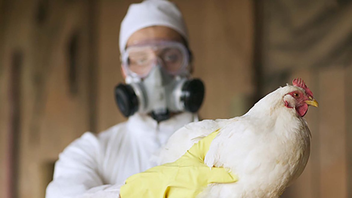 La Provincia emite recomendaciones frente a la confirmación de los primeros casos de gripe aviar en aves silvestres y de traspatio en el territorio bonaerense