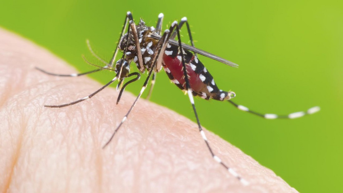 Dengue en la Provincia: Los casos se cuadruplicaron con respecto al año pasado