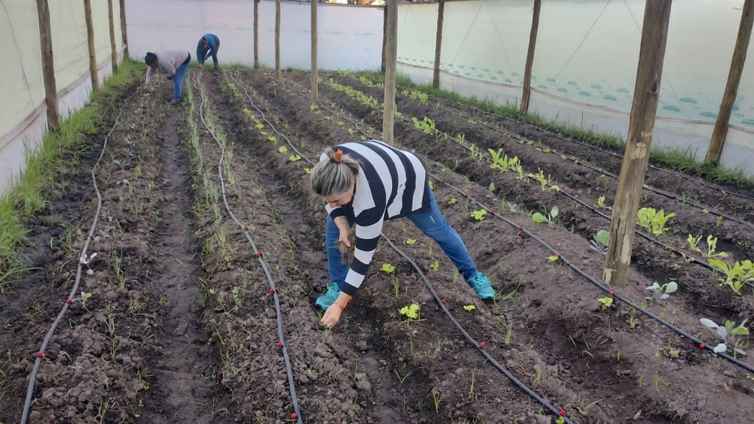 «Pasitos» de Coronel Vidal avanza en la Unidad Hortícola Agroecológica en la Escuela Agraria