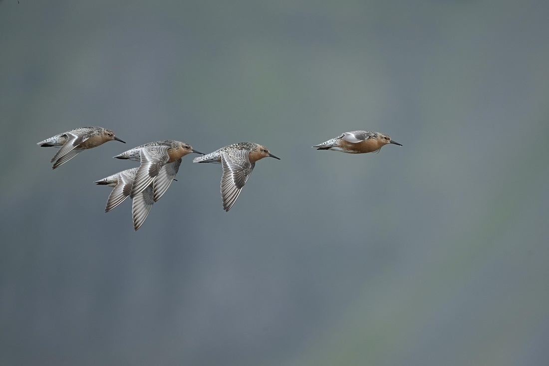 Se viene el 7º Festival de Aves Migratorias en la Albufera de Mar Chiquita