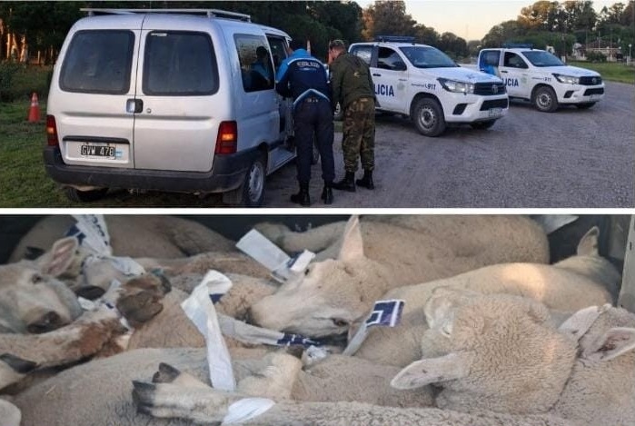 Transportaba ovejas en una Partner sin ninguna documentación de los animales